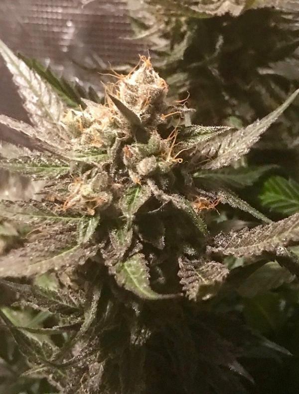 Sour Moonfire (6-seed pack)