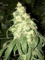 Golden Monkey (10-seed pack)
