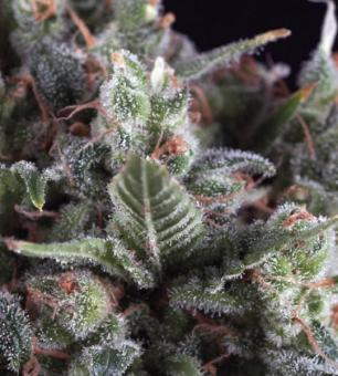 New York City - Comprar Semillas marihuana Pyramid Seeds - LaMota GrowShop