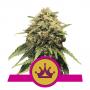 Special Queen #1 (1-seed pack)