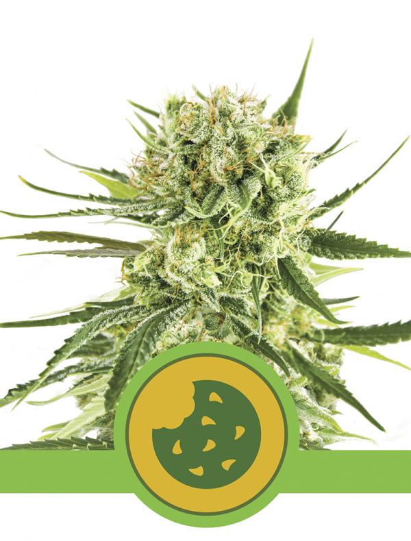 Royal Cookies Automatic (1-seed pack)