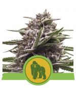 Royal Gorilla Automatic (1-seed pack)