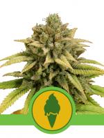 Green Gelato Automatic (Pack 10 graines)