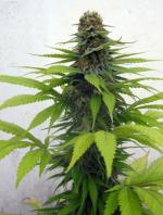 Candy Cream (5-seed pack)