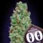 Auto Blueberry (Pack 5 graines)