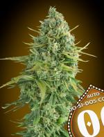 Auto Do-Si-Dos Cookies (Pack 5 graines)
