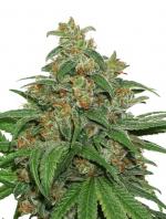 AK420 Auto (1-seed pack)