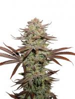 Sticky Fingers Auto (3-seed pack)
