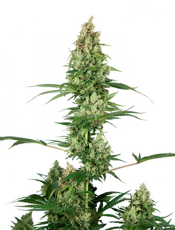 Silver Fire (10-seed pack)