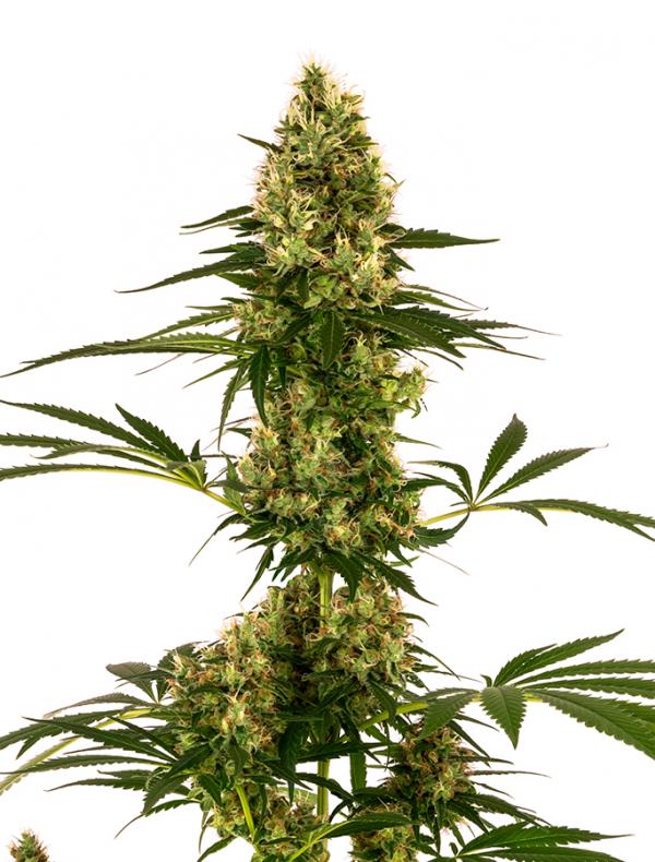 Blue Bullet Auto (1-seed pack)