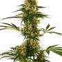 Blue Bullet Auto (1-seed pack)