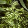Fast Bud Outdoor (Pack 3 graines)
