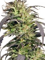 Gold Rush Outdoor (3-seed pack)