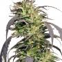 Gold Rush Outdoor (3-seed pack)