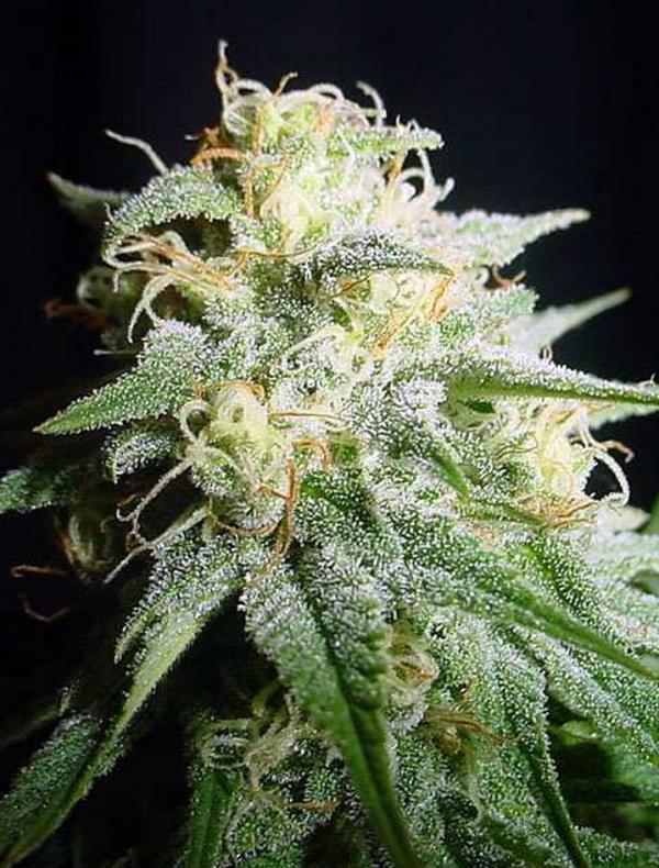 White Widow Automatic (Pack 3 graines)
