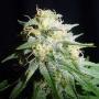 White Widow Automatic (3-seed pack)