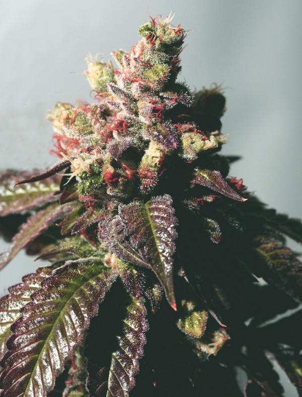 Passion Berry (Pack 6 graines)