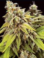 Doctor Jamaica Auto (5-seed pack)