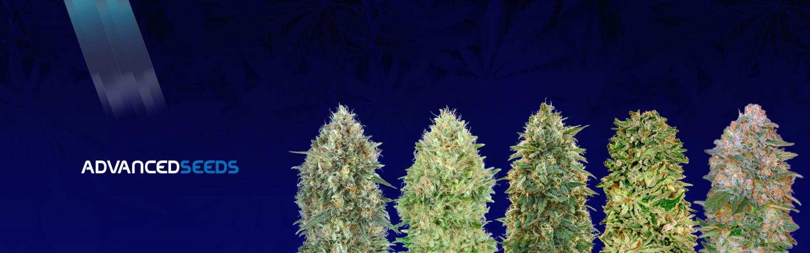 Graines de Cannabis Féminisées d’Advanced Seeds