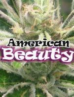 American Beauty (Pack 2 graines)
