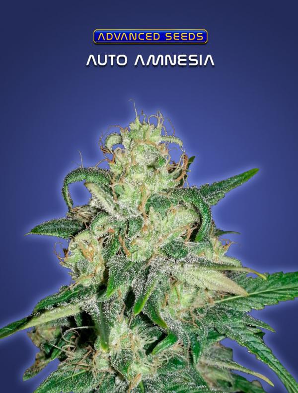 Auto Amnesia (1-seed pack)