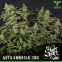 Auto Amnesia CBD (Pack 5 graines)