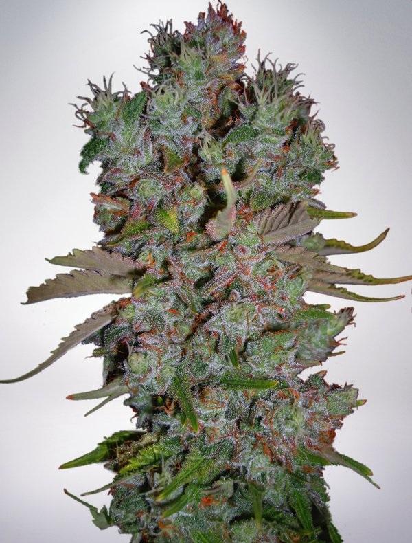 Auto Blueberry Domina (Pack 2 graines)