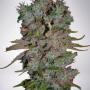 Auto Blueberry Domina (Pack 2 graines)