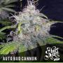 Auto Bud Cannon (Pack 5 graines)