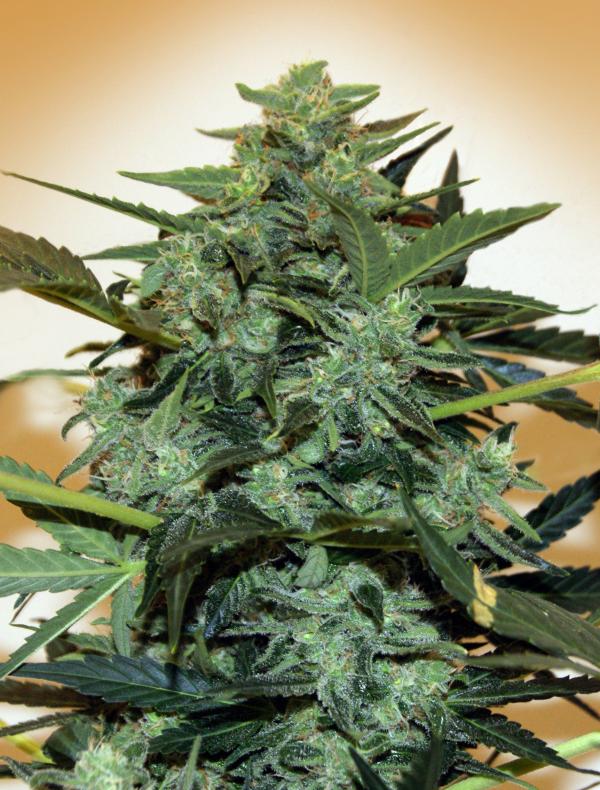 Auto Cheese Berry (5-seed pack)