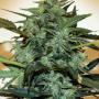 Auto Cheese Berry (Pack 5 graines)