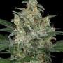 Auto Cheese (Pack 3 graines)
