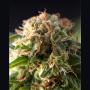 Auto Fresh Candy (1-seed pack)