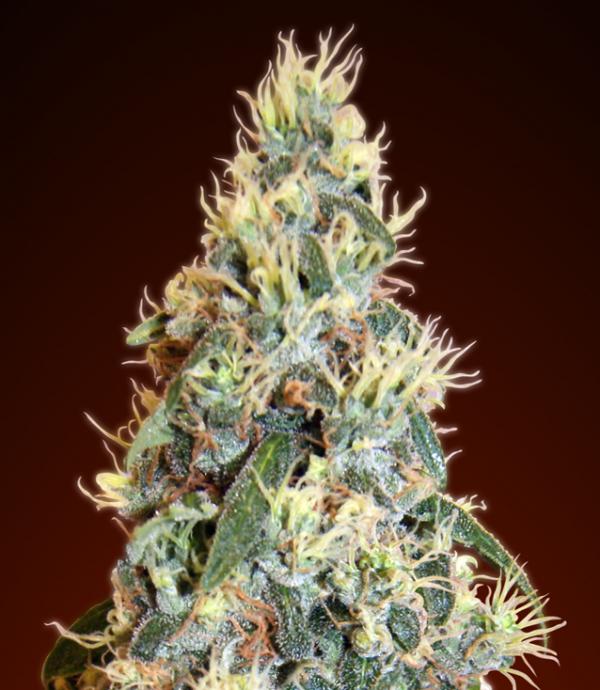 Auto Jack Herer - Cannabis Seeds