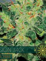 Vision Jack Auto (Pack 3 graines)