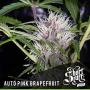 Auto Pink Grapefruit (5-seed pack)