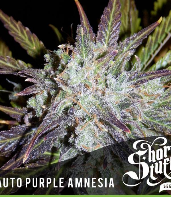 Auto Purple Amnesia (Pack 5 graines)