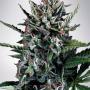 Auto Silver Bullet (10-seed pack)