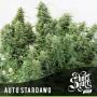 Auto Stardawg (5-seed pack)