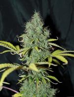 Auto Sweet Tooth (3-seed pack)