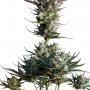 Auto Blueberry (Pack 100 graines)