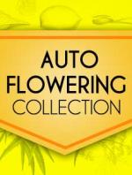 Autoflowering Collection (8-seed pack)