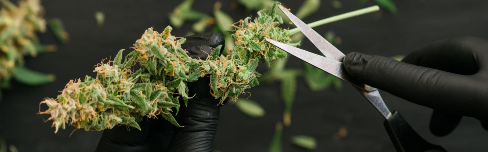 5 Meilleurs Conseils Pour Faire Pousser Du Cannabis - Fast Buds