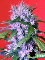 Berry Bomb (10-seed pack)