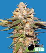 Berry Bomb Auto (5-seed pack)
