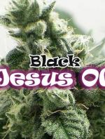 Black Jesus OG (Pack 2 graines)