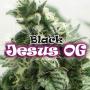 Black Jesus OG (Pack 2 graines)