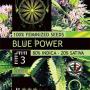 Blue Power (3-seed pack)
