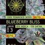 Blueberry Bliss Auto (Pack 5 graines)