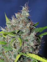 Blueberry Bud (5-seed pack)